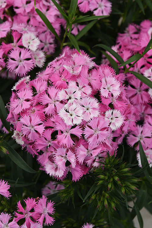 Dianthus barbatusInterspecific Rockin Pink Magic F1 1000 semien